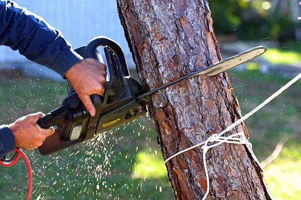 Best Emergency Tree Removal  in Scottsburg, IN